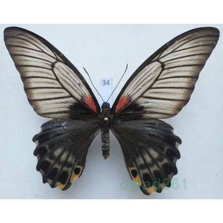 Papilio memnon Linnaeus, 1758 female Phillipines 97mm34